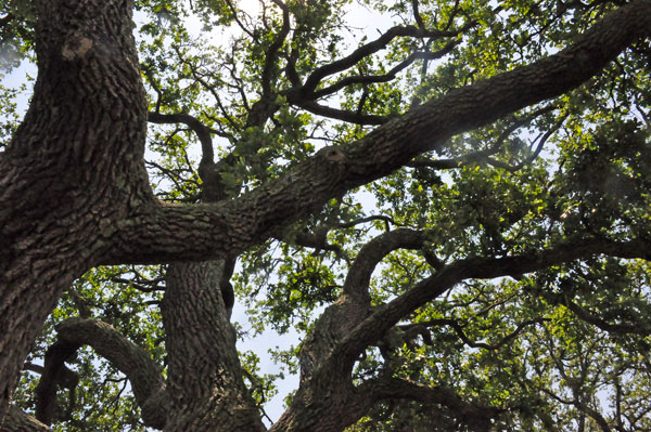 branches of the Live Oak tree